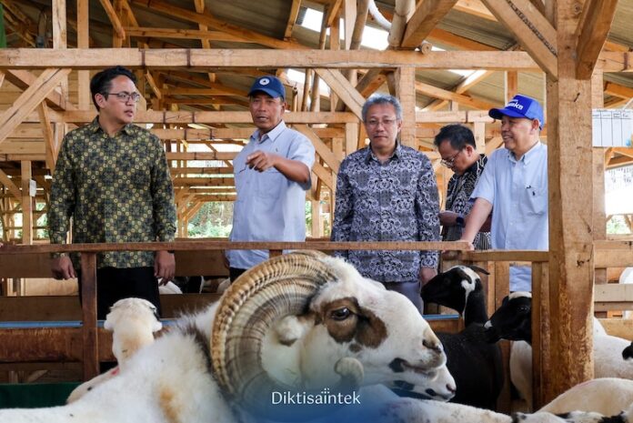 Mengintip peternakan domba unggul